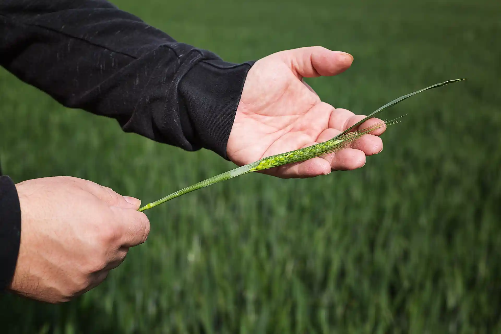 Hand holds green rye ear